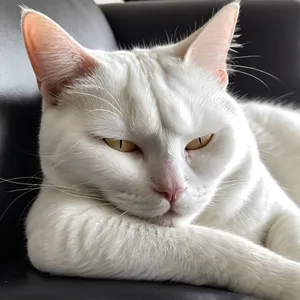 Sarcastic Cat meme template