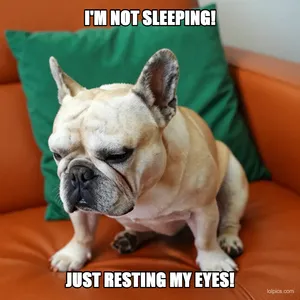 Dog Falling Asleep meme template